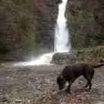 dog at lydford gorge waterfall