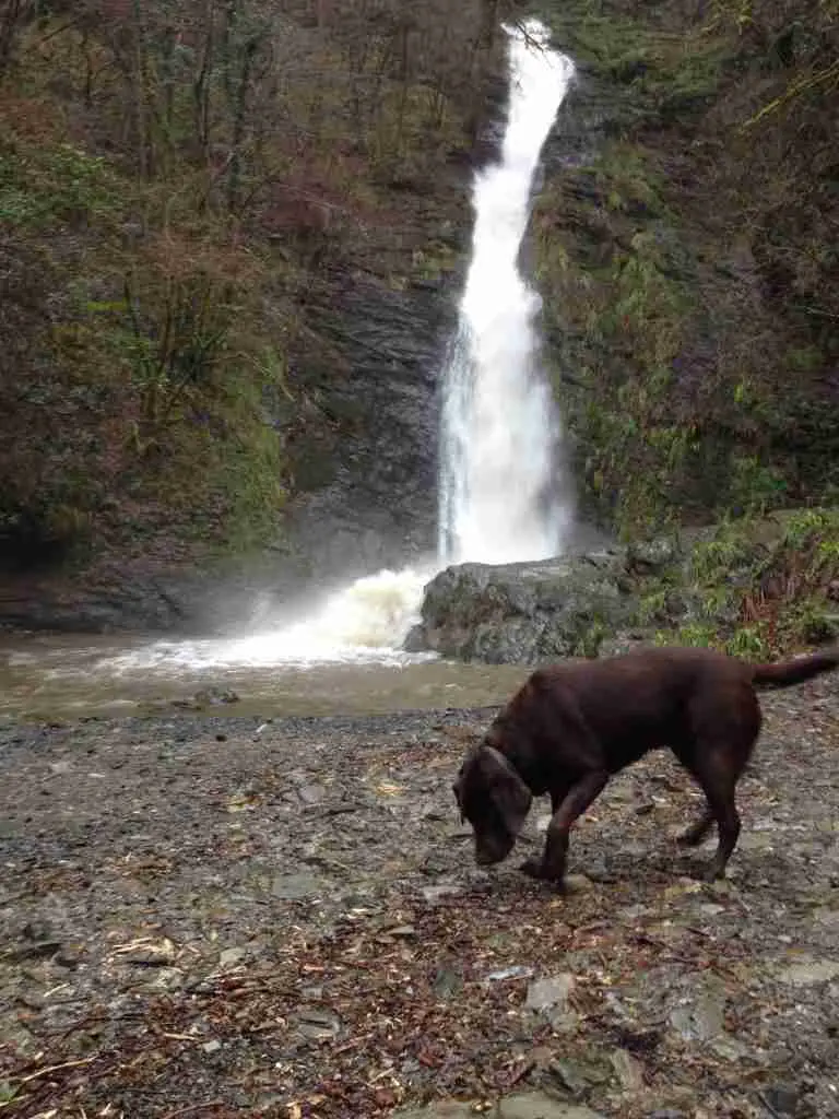 dog at lydford gorge waterfall