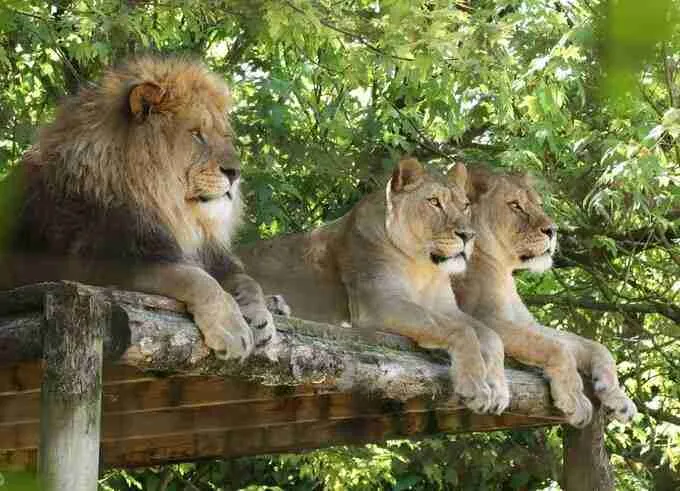 Lions at Newquay Zoo